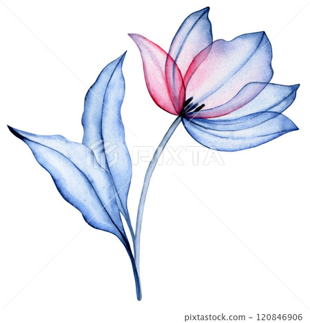 watercolor illustration, transparent tulip flower, x-ray. elegant pink and blue color illustration 120846906
