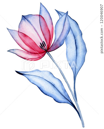 watercolor illustration, transparent tulip flower, x-ray. elegant pink and blue color illustration watercolor illustration, transparent tulip flower, x-ray. elegant pink and blue color illustration 120846907
