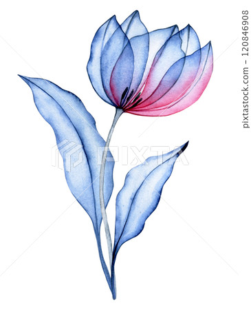 watercolor illustration, transparent tulip flower, x-ray. elegant pink and blue color illustration watercolor illustration, transparent tulip flower, x-ray. elegant pink and blue color illustration 120846908