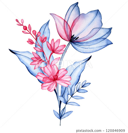 watercolor illustration, bouquet of transparent tulippan flowers, x-ray. elegant watercolor illustration in pink and blue 120846909