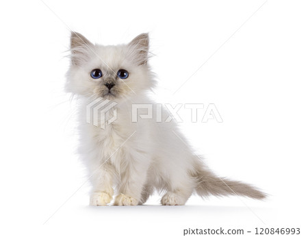 Cute Birman cat kitten on white background Cute Birman cat kitten on white background 120846993