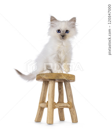 Cute Birman cat kitten on white background Cute Birman cat kitten on white background 120847000