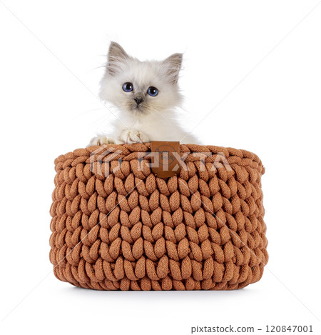 Cute Birman cat kitten on white background 120847001