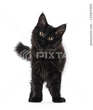 Black cat on white background 120847005