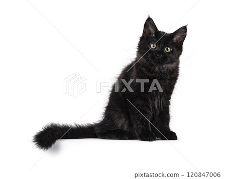 Black cat on white background 120847006