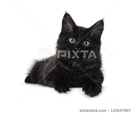 Black cat on white background 120847007