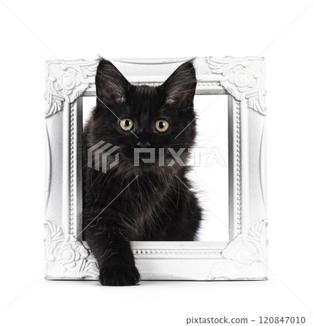 Black cat on white background 120847010