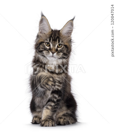 Maine Coon cat kitten on white background Maine Coon cat kitten on white background 120847014