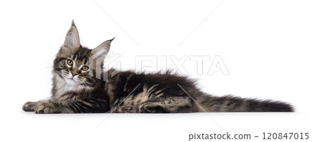 Maine Coon cat kitten on white background 120847015