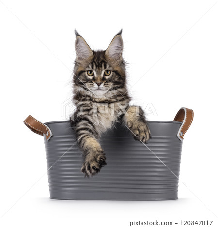 Maine Coon cat kitten on white background Maine Coon cat kitten on white background 120847017