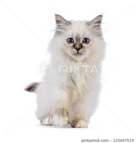Sacred Birman cat kitten on white background 120847019