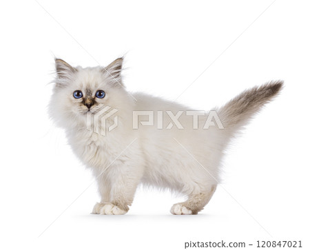 Sacred Birman cat kitten on white background Sacred Birman cat kitten on white background 120847021