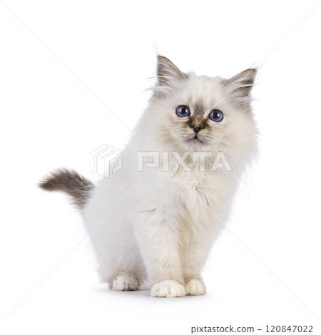 Sacred Birman cat kitten on white background Sacred Birman cat kitten on white background 120847022