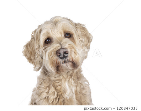 Labradoodle dog on white background Labradoodle dog on white background 120847033