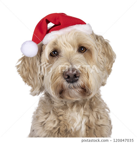 Labradoodle dog on white background Labradoodle dog on white background 120847035