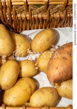 Group of potatoes inside a wicker basket 120847240