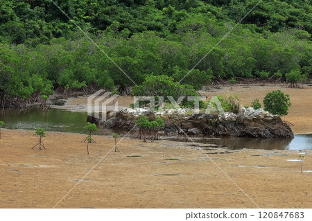 石垣島名倉安帕紅樹林 120847683
