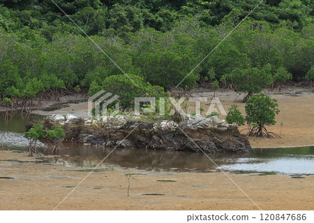 石垣島名倉安帕紅樹林 石垣島名倉安帕紅樹林 120847686