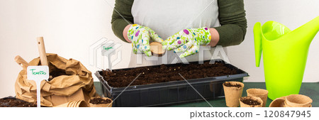 Woman planting tomato and pepper seeds on seedlings at home 120847945