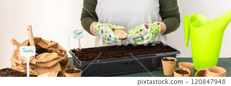Woman planting tomato and pepper seeds on seedlings at home 120847948
