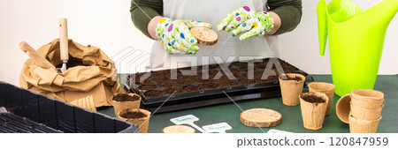 Woman planting tomato and pepper seeds on seedlings at home 120847959