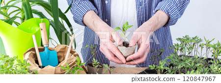 Pricking out, a man transplants young tomato and pepper seedlings into eco pots 120847967