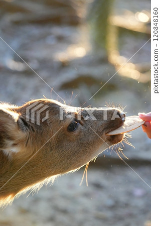 Deer eating deer rice cracker Deer eating deer rice cracker 120848160