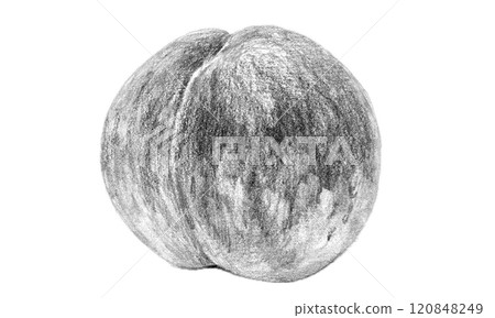 Pencil drawing of peach 120848249