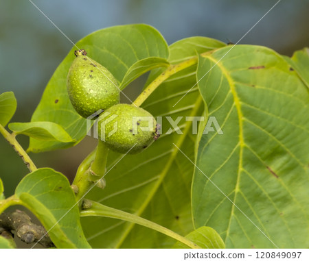 growing nuts 120849097