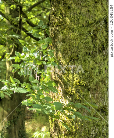 moss covered tree 120849184