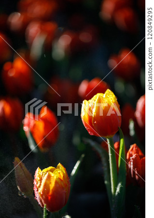 colorful tulips flowering in the garden colorful tulips flowering in the garden 120849295