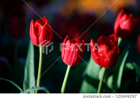 colorful tulips flowering in the garden colorful tulips flowering in the garden 120849297
