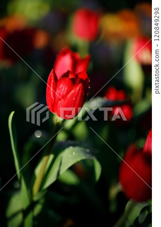 colorful tulips flowering in the garden colorful tulips flowering in the garden 120849298