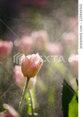 colorful tulips flowering in the garden 120849302