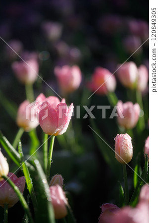 colorful tulips flowering in the garden colorful tulips flowering in the garden 120849305