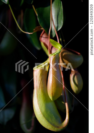 Close up Nepenthes plant in the garden Close up Nepenthes plant in the garden 120849309