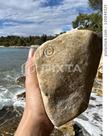 An ancient Ammonoidea Ammonite naturally imprinted on a stone on the beach of Rovinj, Croatia An ancient Ammonoidea Ammonite naturally imprinted on a stone on the beach of Rovinj, Croatia 120849325