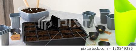 Planting tomato and pepper seeds on seedlings at home 120849386