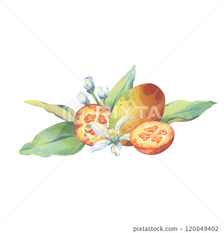 Watercolor kumquats frame composition. Botanical illustration of citrus with fresh green leaves and flowers. Trendy design for decor, kitchen art, packaging. Hand painted fruit 120849402
