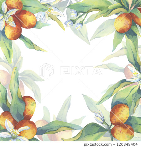 Kumquat watercolor square frame. Botanical illustration of citrus with fresh green leaves and flowers. Trendy design for decor, kitchen art, packaging. Hand painted fruit for printing Kumquat watercolor square frame. Botanical illustration of citrus with fresh green leaves and flowers. Trendy design for decor, kitchen art, packaging. Hand painted fruit for printing 120849404