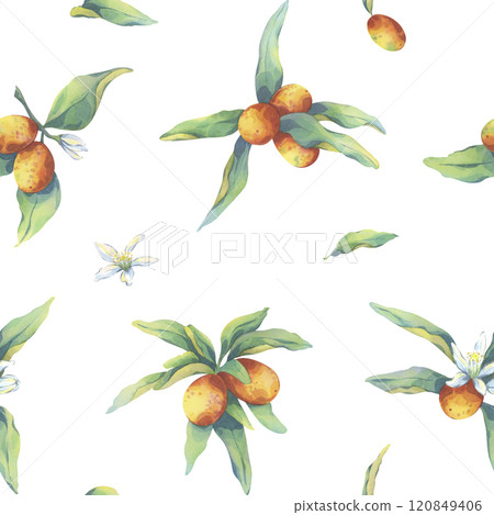 Qumquat seamless pattern. Watercolor botanical illustration of ripe fruit. Colorful citrus with green leaves for design. Hand painted fruit for printing on cards, textile, fabric, gift paper Qumquat seamless pattern. Watercolor botanical illustration of ripe fruit. Colorful citrus with green leaves for design. Hand painted fruit for printing on cards, textile, fabric, gift paper 120849406