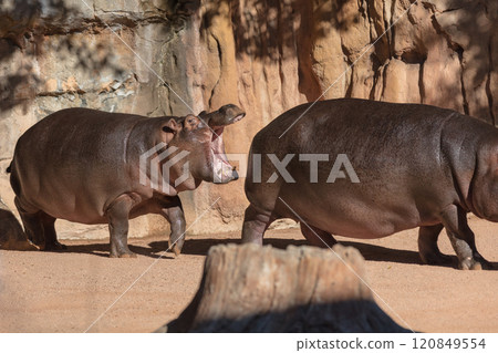 Hippopotamus in Valencia Bioparc zoo 120849554