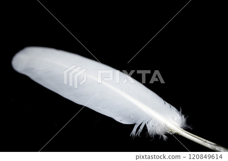 Small White Bird Feather on a Black Background 120849614
