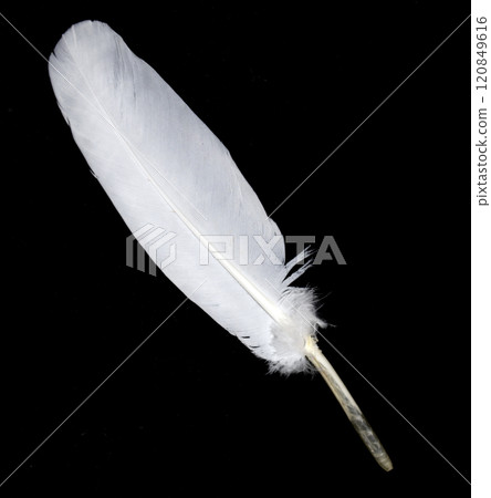 Small White Bird Feather on a Black Background 120849616