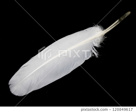 Small White Bird Feather on a Black Background 120849617