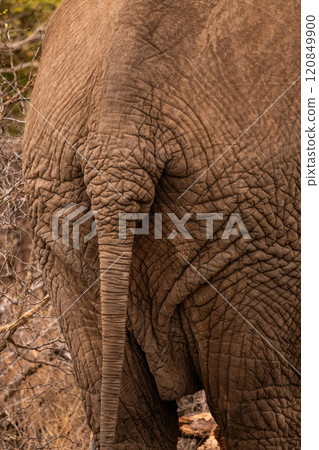 Close Up of the rear of an Elephant in South Africa 120849900