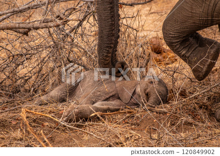 Mother Elephant Feeling Newborn Baby Calf With its Foot and Trunk in the Bush in south Afgrica 120849902