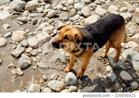 Red dog on the lake shore Red dog on the lake shore 120850321