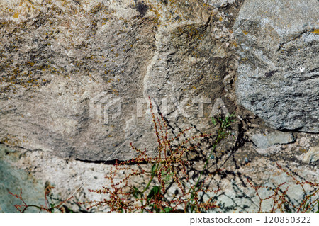 Rumex acetosella L. plant growing out of a stone wall Rumex acetosella L. plant growing out of a stone wall 120850322