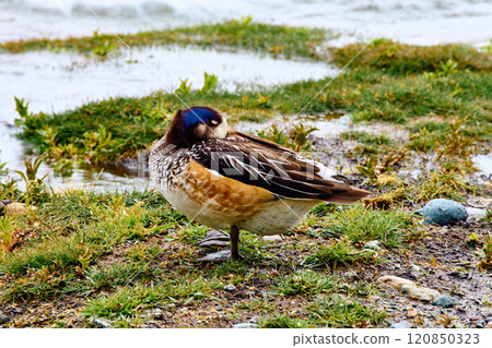 Overo duck sitting on the shore of a lake 120850323